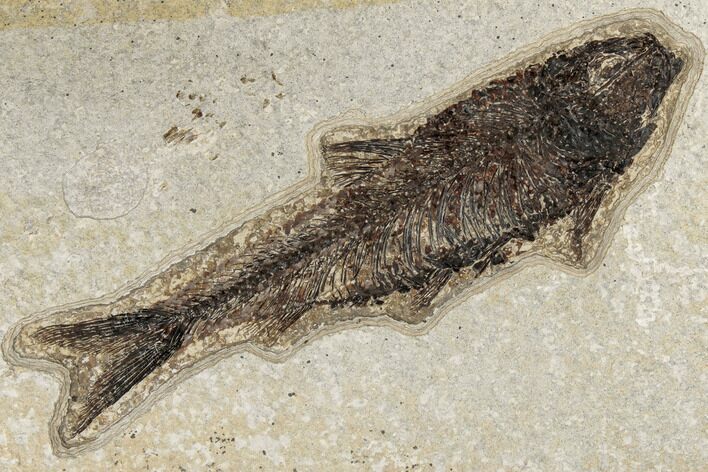 Fossil Fish (Knightia) - Green River Formation #189259